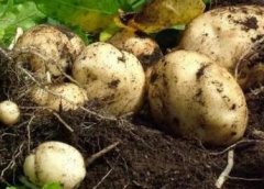 为何要检测土壤重金属超标问题?