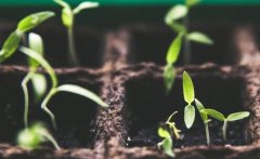 使用测土配方施肥仪规范农民施肥