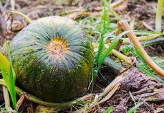 使用土壤养分速测仪有什么必要性?