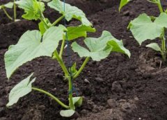 测土配方施肥仪改变传统种植方式